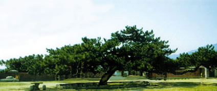九龍松